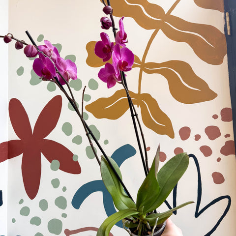 Phalaenopsis - Purple Moth Orchid - Sprouts of Bristol