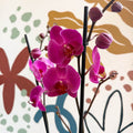 Phalaenopsis - Purple Moth Orchid - Sprouts of Bristol