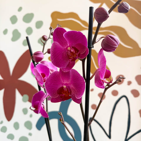 Phalaenopsis - Purple Moth Orchid - Sprouts of Bristol
