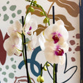 Phalaenopsis 'Red Lips' - Pink Moth Orchid - Sprouts of Bristol