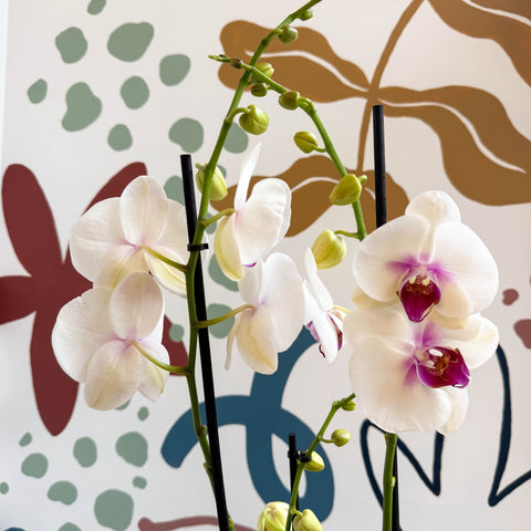 Phalaenopsis 'Red Lips' - Pink Moth Orchid - Sprouts of Bristol
