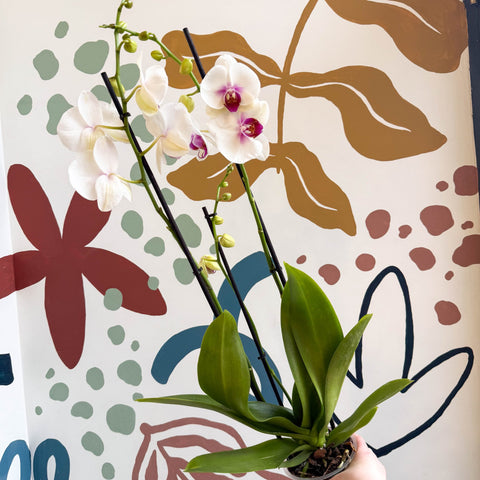 Phalaenopsis 'Red Lips' - Pink Moth Orchid - Sprouts of Bristol