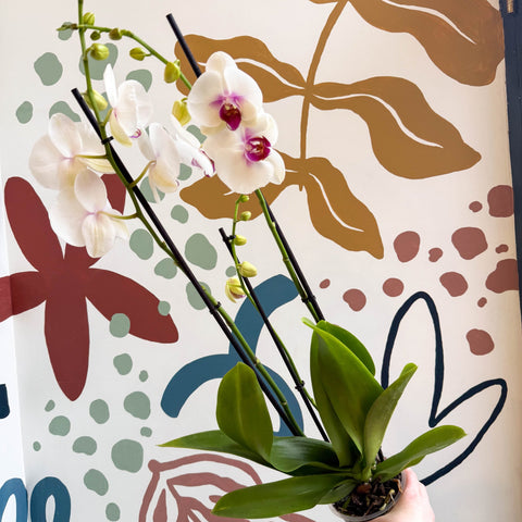 Phalaenopsis 'Red Lips' - Pink Moth Orchid - Sprouts of Bristol
