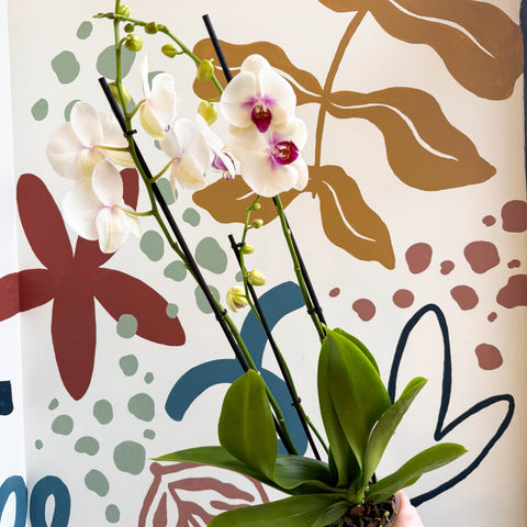 Phalaenopsis 'Red Lips' - Pink Moth Orchid - Sprouts of Bristol
