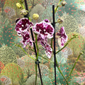 Phalaenopsis ‘Speechless Elegance’ – Moth Orchid - Sprouts of Bristol