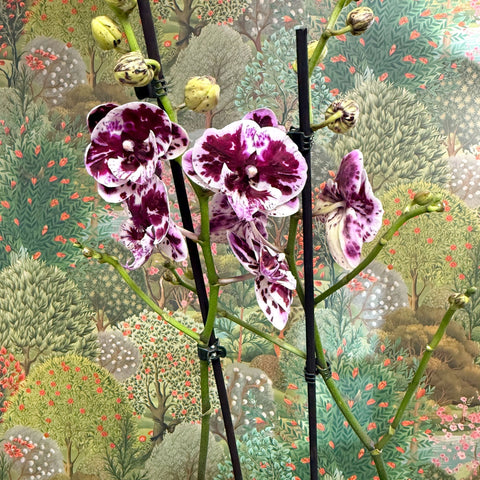 Phalaenopsis ‘Speechless Elegance’ – Moth Orchid - Sprouts of Bristol