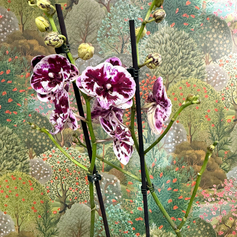 Phalaenopsis ‘Speechless Elegance’ – Moth Orchid - Sprouts of Bristol