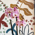 Phalaenopsis 'Spotted World' - Pink Spotty Moth Orchid - Sprouts of Bristol