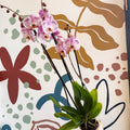Phalaenopsis 'Spotted World' - Pink Spotty Moth Orchid - Sprouts of Bristol