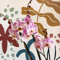 Phalaenopsis 'Spotted World' - Pink Spotty Moth Orchid - Sprouts of Bristol