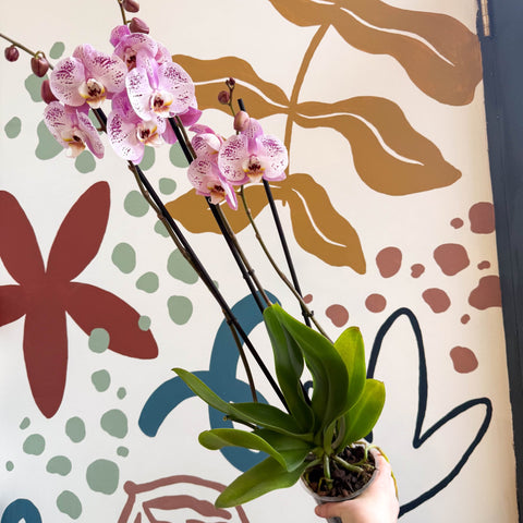 Phalaenopsis 'Spotted World' - Pink Spotty Moth Orchid - Sprouts of Bristol
