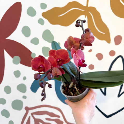 Phalaenopsis 'Spritz' - Orange Red Moth Orchid - Sprouts of Bristol