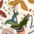 Phalaenopsis 'Treviso' - Pale Pink Moth Orchid - Sprouts of Bristol