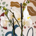 Phalaenopsis - White Moth Orchid - Sprouts of Bristol
