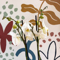 Phalaenopsis - White Moth Orchid - Sprouts of Bristol