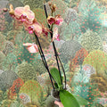 Phalaenopsis ‘Wild Peach’ – Moth Orchid - Sprouts of Bristol