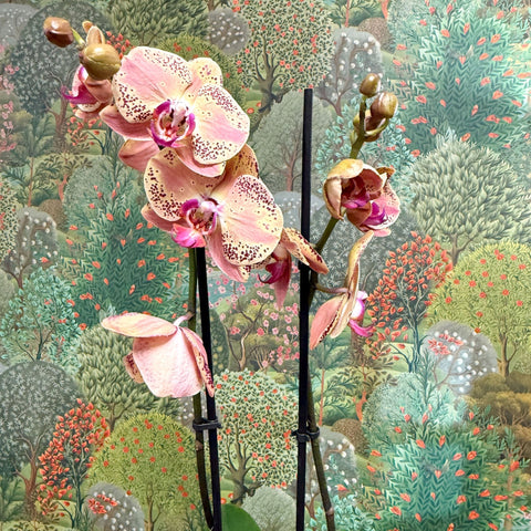 Phalaenopsis ‘Wild Peach’ – Moth Orchid - Sprouts of Bristol