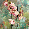 Phalaenopsis ‘Wild Peach’ – Moth Orchid - Sprouts of Bristol