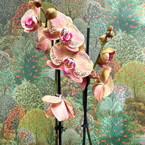 Phalaenopsis ‘Wild Peach’ – Moth Orchid - Sprouts of Bristol