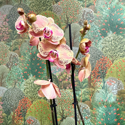 Phalaenopsis ‘Wild Peach’ – Moth Orchid - Sprouts of Bristol