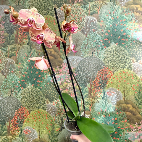 Phalaenopsis ‘Wild Peach’ – Moth Orchid - Sprouts of Bristol