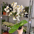 Phalaenopsis - Wild White Moth Orchid - Sprouts of Bristol