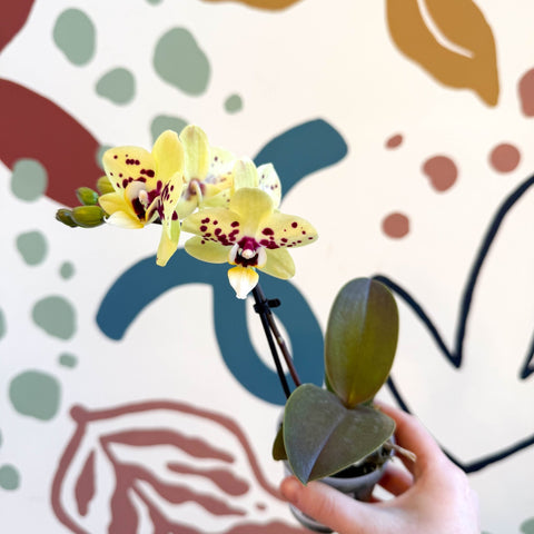 Phalaenopsis - Yellow and Purple Spotted Moth Orchid - Sprouts of Bristol