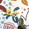 Phalaenopsis - Yellow and Purple Spotted Moth Orchid - Sprouts of Bristol