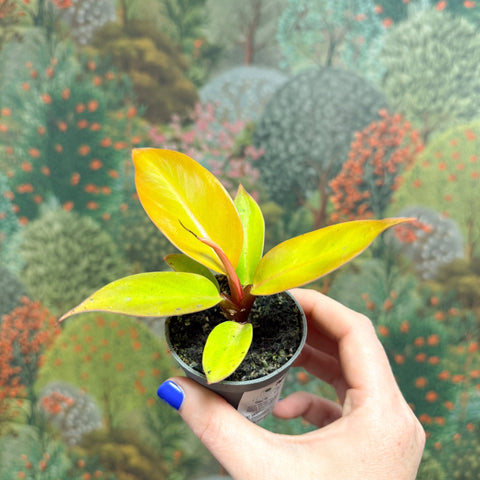 Philodendron 'Cherry Red' - Sprouts of Bristol