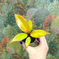 Philodendron 'Cherry Red' - Sprouts of Bristol