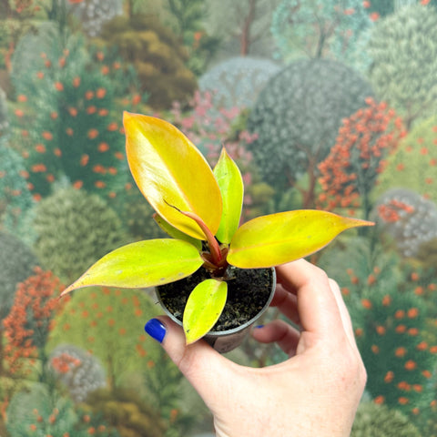 Philodendron 'Cherry Red' - Sprouts of Bristol