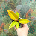 Philodendron 'Cherry Red' - Sprouts of Bristol