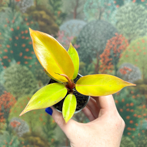 Philodendron 'Cherry Red' - Sprouts of Bristol