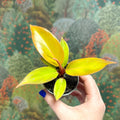 Philodendron 'Cherry Red' - Sprouts of Bristol