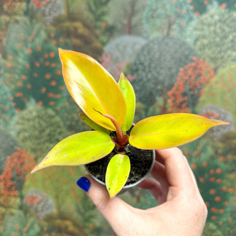 Philodendron 'Cherry Red' - Sprouts of Bristol