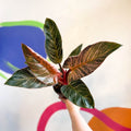 Philodendron erubescens 'Pink Bikini' - Sprouts of Bristol
