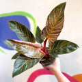 Philodendron erubescens 'Pink Bikini' - Sprouts of Bristol