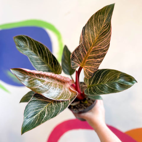 Philodendron erubescens 'Pink Bikini' - Sprouts of Bristol