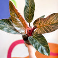 Philodendron erubescens 'Pink Bikini' - Sprouts of Bristol