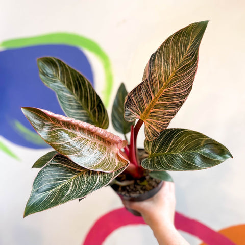 Philodendron erubescens 'Pink Bikini' - Sprouts of Bristol
