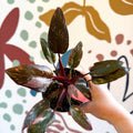 Philodendron erubescens 'Pink Princess Marble' - Sprouts of Bristol