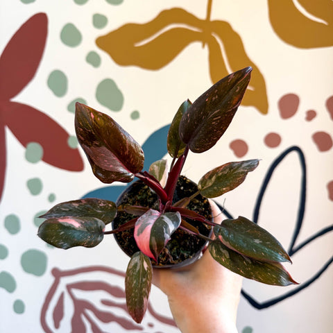 Philodendron erubescens 'Pink Princess Marble' - Sprouts of Bristol