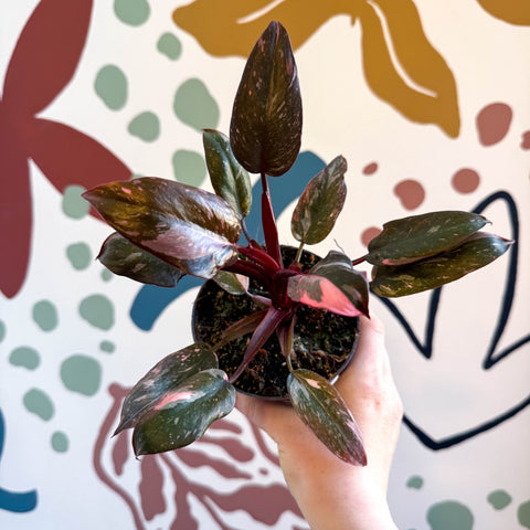 Philodendron erubescens 'Pink Princess Marble' - Sprouts of Bristol