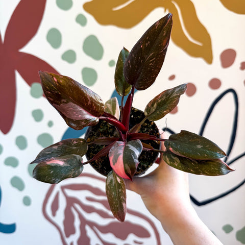 Philodendron erubescens 'Pink Princess Marble' - Sprouts of Bristol