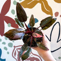 Philodendron erubescens 'Pink Princess Marble' - Sprouts of Bristol