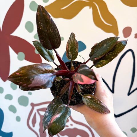 Philodendron erubescens 'Pink Princess Marble' - Sprouts of Bristol