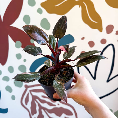 Philodendron erubescens 'Pink Princess Marble' - Sprouts of Bristol
