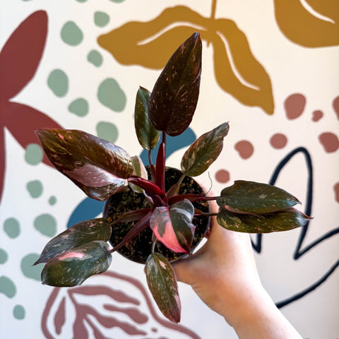 Philodendron erubescens 'Pink Princess Marble' - Sprouts of Bristol