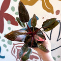 Philodendron erubescens 'Pink Princess Marble' - Sprouts of Bristol