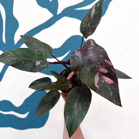 Philodendron erubescens 'Pink Princess Marble' - Sprouts of Bristol